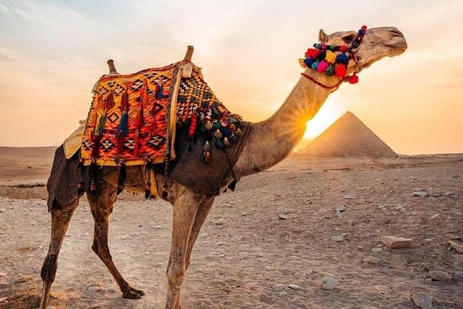 Pyramids camel ride - Key Things That Make This Camel Ride Worth It