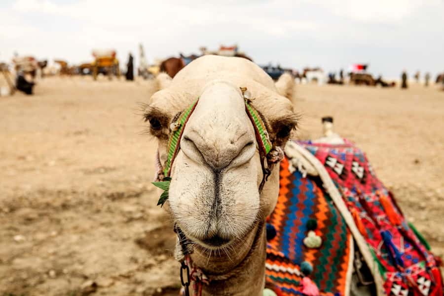 Pyramids of Giza and Great Sphinx: Private Half-Day Tour - Great Sphinx and Valley Temple: More Than a Photo Stop