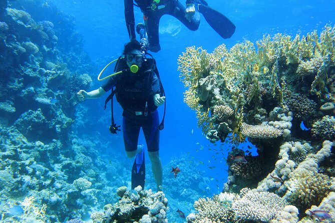 Ras Mohamed and White Island Snorkeling Trip and One Stop Diving-Sharm El Shiekh - Price and included gear: what $40 really buys