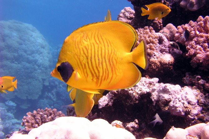 Ras Mohamed by Bus from Sharm elsheikh - Ras Mohammed in half a day: what makes it worth your morning