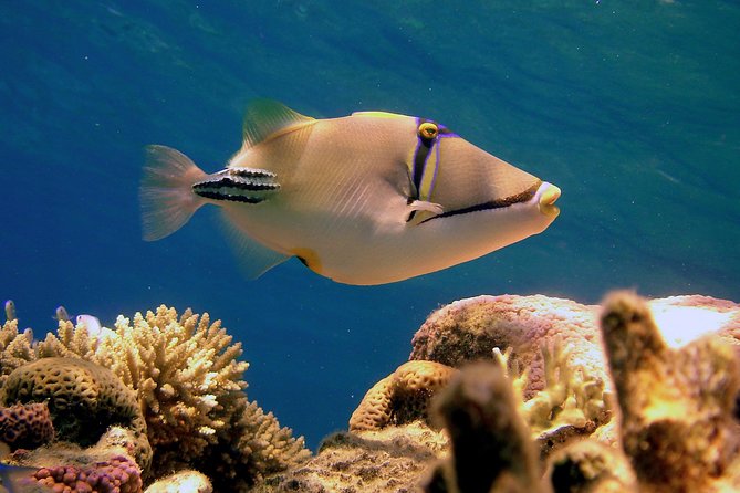 Ras Mohamed by Bus from Sharm elsheikh - FAQ