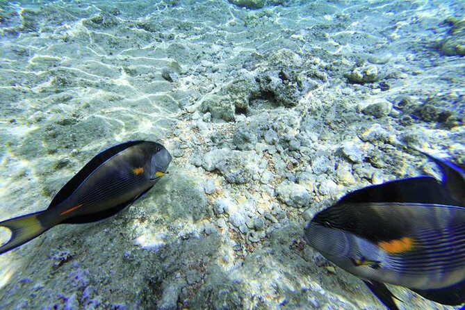Ras Mohamed & White Island from Sharm El Sheikh by boat - Ras Mohamed stop 2: second chance for better sightings