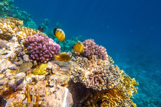 Ras Muhammed & White Island Snorkeling Sea Trip - Sharm El Sheikh - Snorkeling Stop #1 at Ras Muhammed: coral, fish, and real reef time
