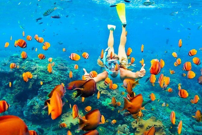 Ras Muhammed & White Island Snorkeling Sea Trip - Sharm El Sheikh - Lunch onboard: included, simple, and budget-friendly