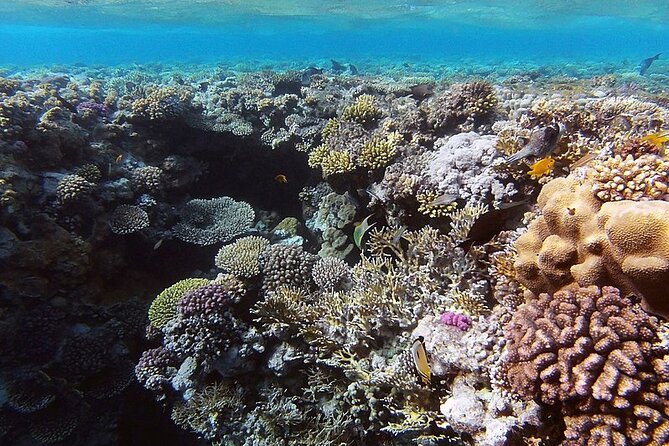 Ras Muhammed & White Island Snorkeling Sea Trip - Sharm El Sheikh - Snorkeling gear and guide support: what you should expect