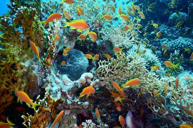 Red Sea Diving Trip from Hurghada: Beginner to Advanced Divers - What This Hurghada Red Sea Trip Really Delivers in One Day