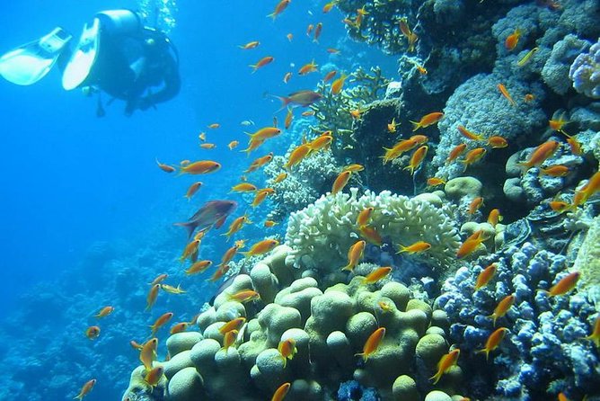 Red Sea Diving Trip from Hurghada: Beginner to Advanced Divers - Price and Value: How $69.52 Adds Up