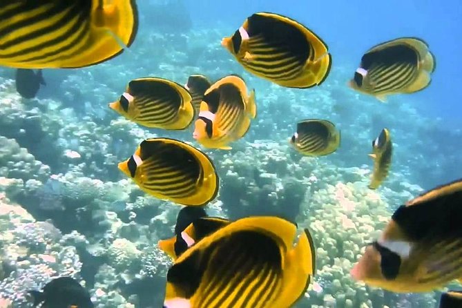 Red Sea Snorkeling from Hurghada - Lunch onboard and the Giftun Island reality check