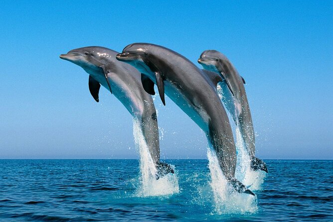 ROYAL Dolphin House & Water Sports Snorkeling Sea Trip - Hurghada - Water sports and adrenaline time, with real-world caveats