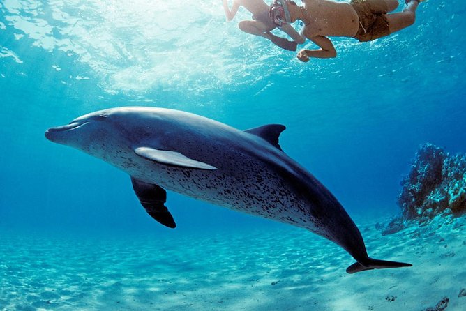 ROYAL Dolphin House & Water Sports Snorkeling Sea Trip - Hurghada - Price and real-world costs: $10 plus fees to plan for