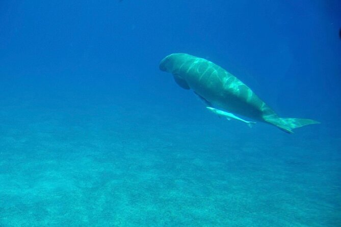 Safaga & Makadi Bay: Royal Seascope Submarine cruise with pickup - Small group energy: comfort, safety, and the things reviews consistently praise