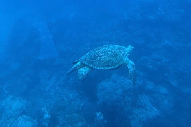 Safaga & Makadi Bay: Royal Seascope Submarine cruise with pickup - Who should book this Royal Seascope trip, and who might want another option