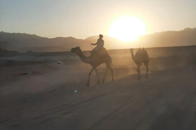 Safari 5 in 1 Quads Camels Star Gazing in Sharm El Sheikh - How Long It Really Takes, and Why the Timing Works