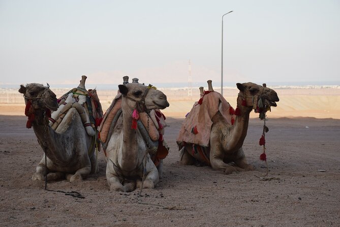 Safari Quad Bike Adventure, Camel, Show, Dinner & Stargazing - Stargazing with a telescope, constellations in the dark desert