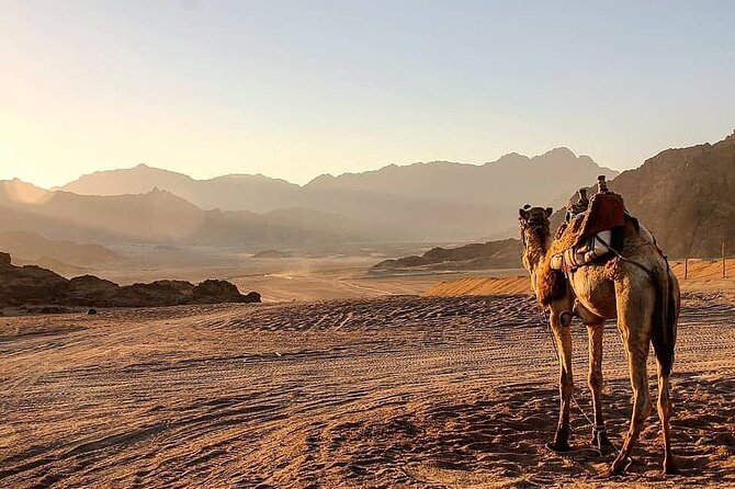 Safari quad, jeep, camel ride, show and dinner Hurghada - Price and Value: Is $30.24 Worth It?