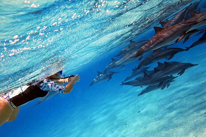 Sataya Dolphin House Snorkel Trip - Marsa Alam - Key highlights worth waking up for