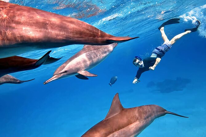 Sataya Dolphin House Snorkel Trip - Marsa Alam - Logistics in Marsa Alam: early pickup, long road transfer, and what to pack