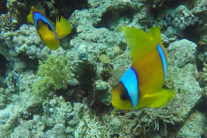 Scuba Diving 2 Dives from the Boat - Tiran Island Coast: The Second Stop That Adds Variety