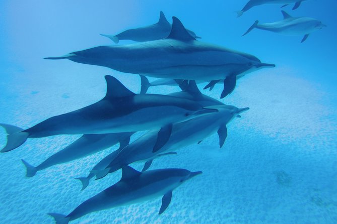 Sea Trip to Dolphin House & Snorkeling With Lunch - Marsa Alam - Key Points You Should Know Before You Go