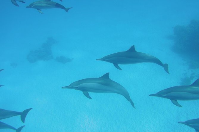 Sea Trip to Dolphin House & Snorkeling With Lunch - Marsa Alam - The Boat Day Schedule: dolphins, lunch, then two snorkel stops