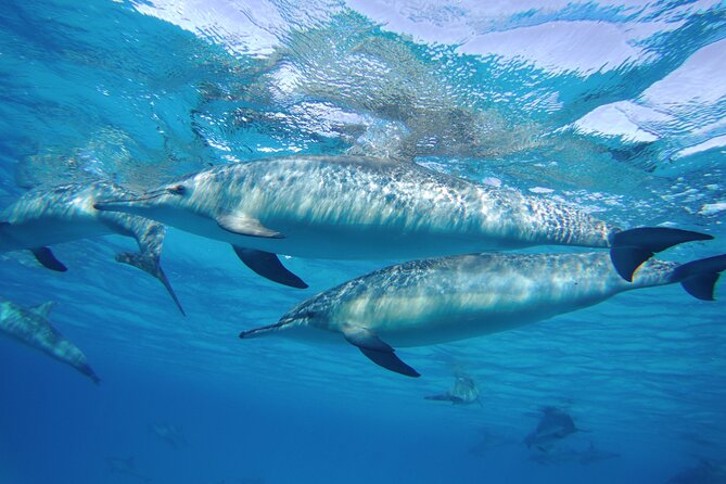Sea Trip to Dolphin House & Snorkeling With Lunch - Marsa Alam - Who this tour suits best (and who should think twice)