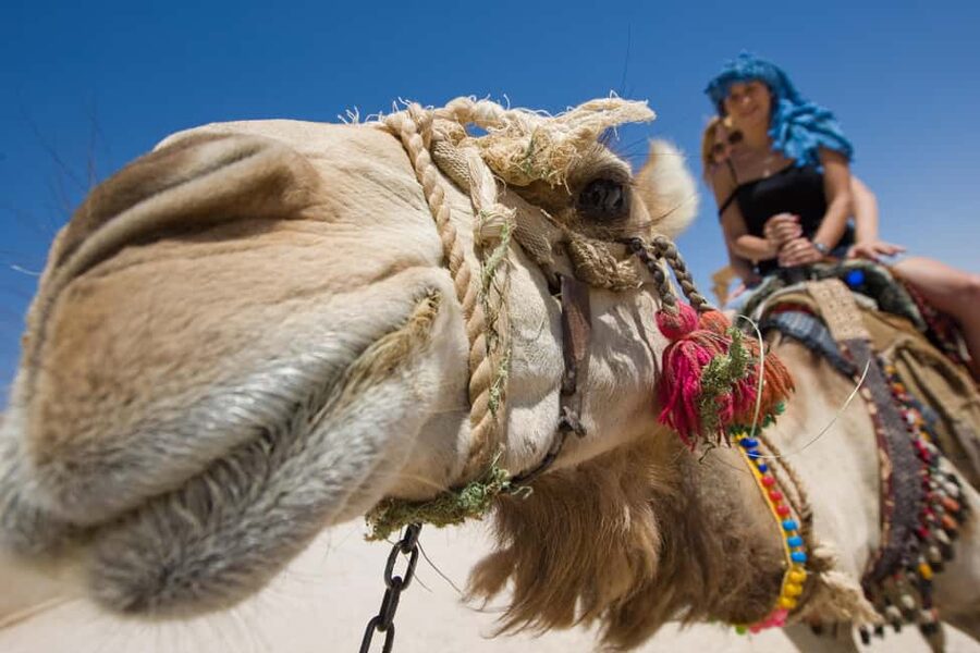 Sharm El-Sheikh: Camel Riding, Stargazing, BBQ Dinner & Show - Desert Night With Camel, BBQ, and Real Stargazing