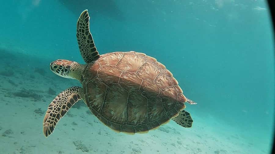 Sharm El Sheikh: Day sail to White island and Ras Mohamed - Who should book this, and who might want a different style of outing
