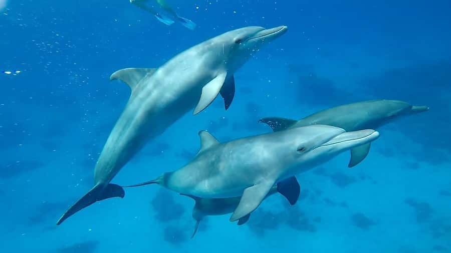 Sharm El Sheikh: Day sail to White island and Ras Mohamed - White Island and the tide schedule: why timing can change the vibe