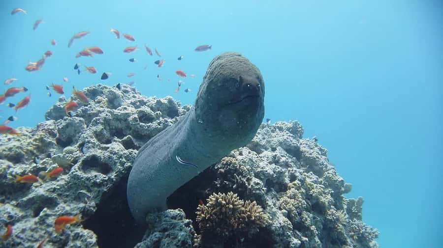 Sharm El Sheikh: Day sail to White island and Ras Mohamed - Price and real value at about $31 per person