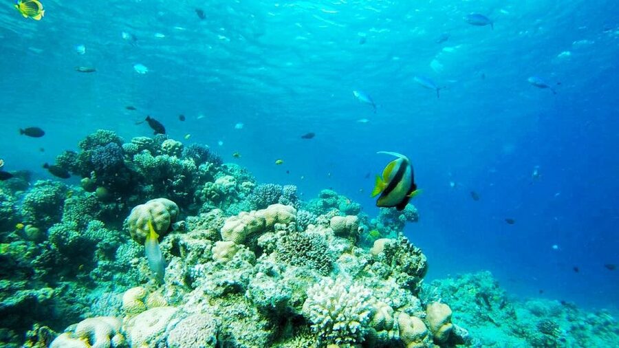 Sharm El-Sheikh: Parasailing, Camel Ride, Dive & Quad Bike - One Big Day of Desert, Camels, and Water Sports