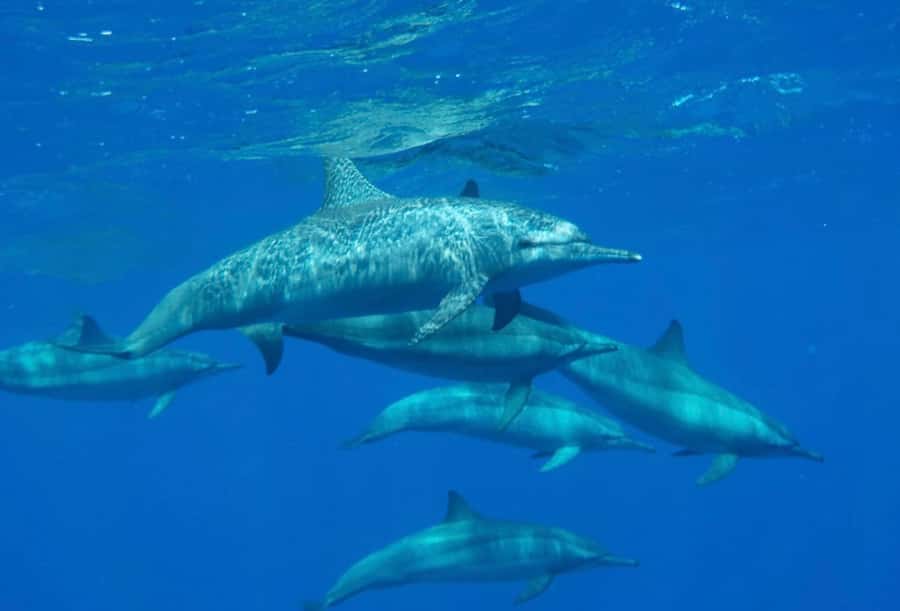 Sharm el-Sheikh: Premium Ras Mohammed & White Island Cruise - Board Lunch and Drinks: Simple Food That Actually Powers Your Day