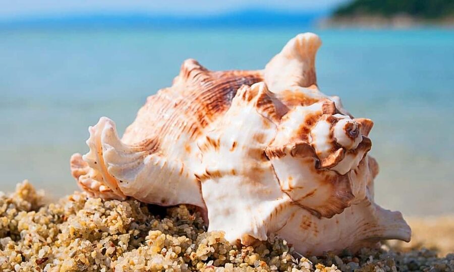 Sharm El-Sheikh: Ras Mohamed Half-Day Tour & Allah's Gate - Key things to know before you go