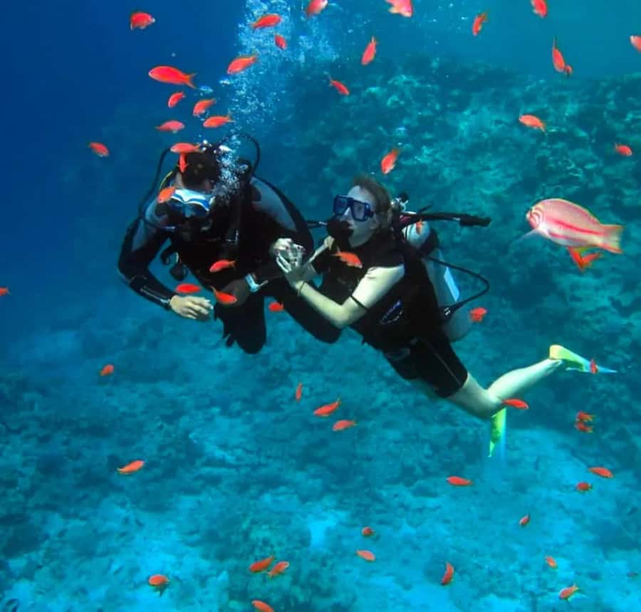 Sharm El Sheikh: Ras Mohamed & White Island Dive & Snorkel - Key highlights that matter (before you book)