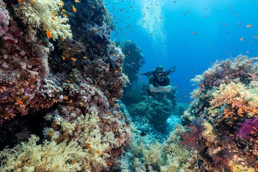 Sharm El Sheikh: Ras Mohamed & White Island Dive & Snorkel - White Island: the sandbank stop that makes the day feel different