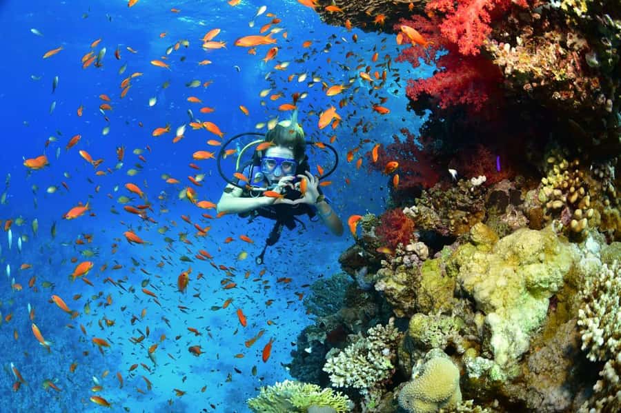 Sharm El Sheikh: Ras Mohamed & White Island Dive & Snorkel - Price and value at about $29 per person