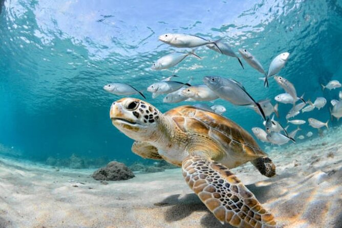 Sharm El Sheikh: Ras Mohamed, White Island, Snorkel and Diving - Who This Tour Fits Best (And Who Might Want a Different Plan)