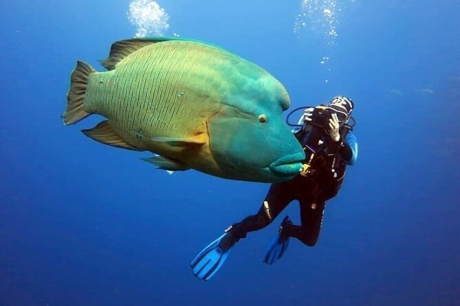 Sharm El Sheikh: Ras Mohamed, White Island, Snorkel and Diving - Pickup and the Boat Ride Pace (Mobile Ticket, Up to 25)