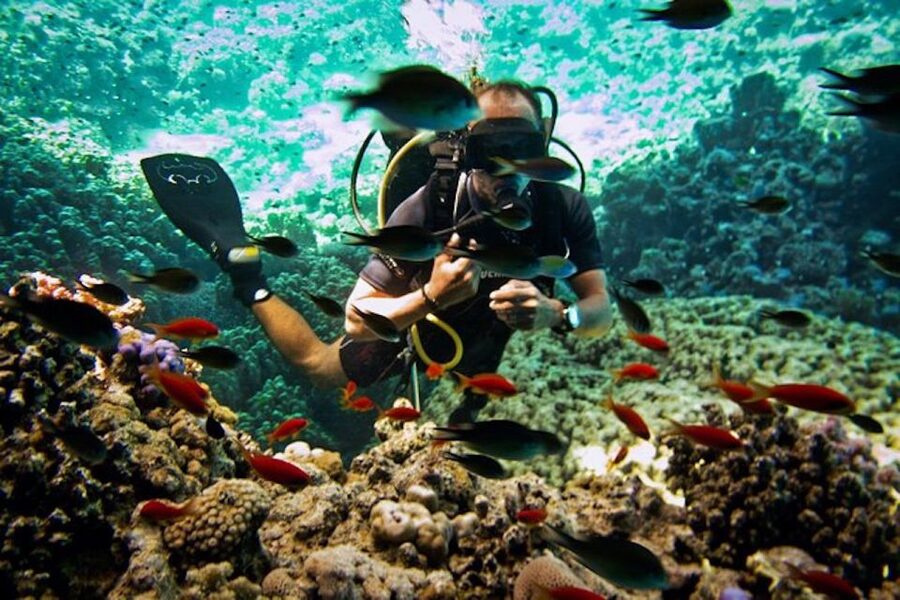 Sharm El Sheikh: Ras Mohamed & White Island Snorkel or Dive - Key Things I Think Matter Most