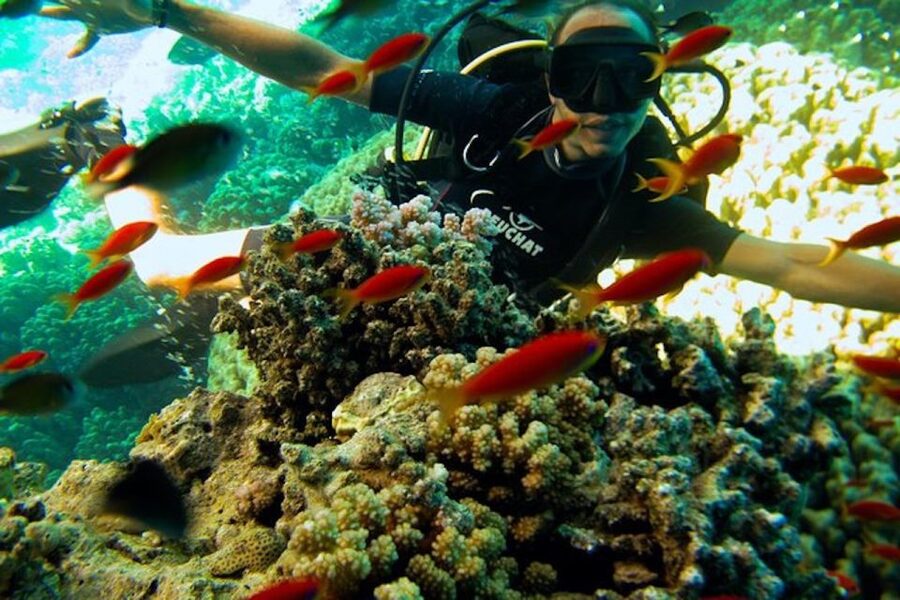 Sharm El Sheikh: Ras Mohamed & White Island Snorkel or Dive - Who This Trip Fits Best