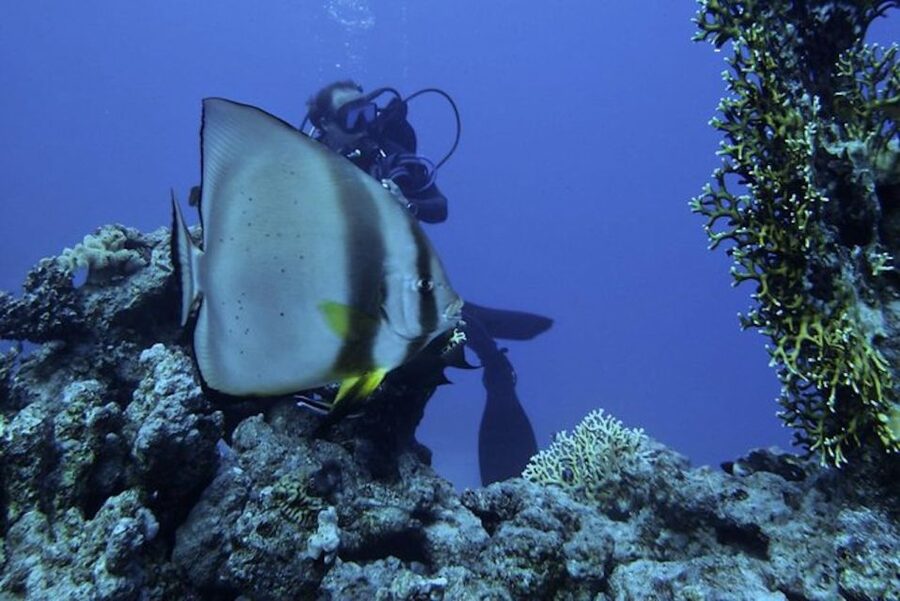Sharm El Sheikh: Ras Mohamed & White Island Snorkel or Dive - Trade-offs: Language, Comfort Zones, and Who Should Skip