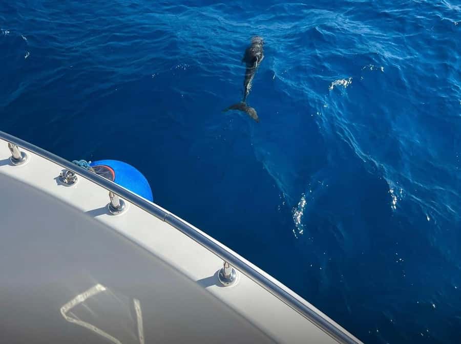 Sharm el-Sheikh: Ras Mohammed Elite VIP Cruise and BBQ Lunch - When the Sea Gets Choppy, Here’s What to Expect