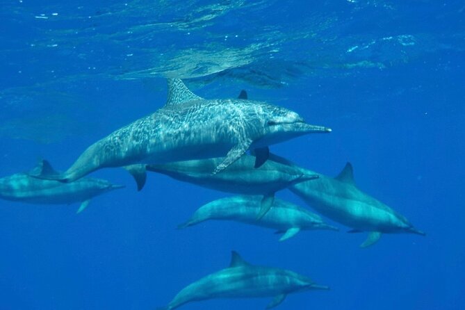 Sharm El-Sheikh: Royal Seascope Submarine cruise in with pickup - Fish spotting tips and guide language limits