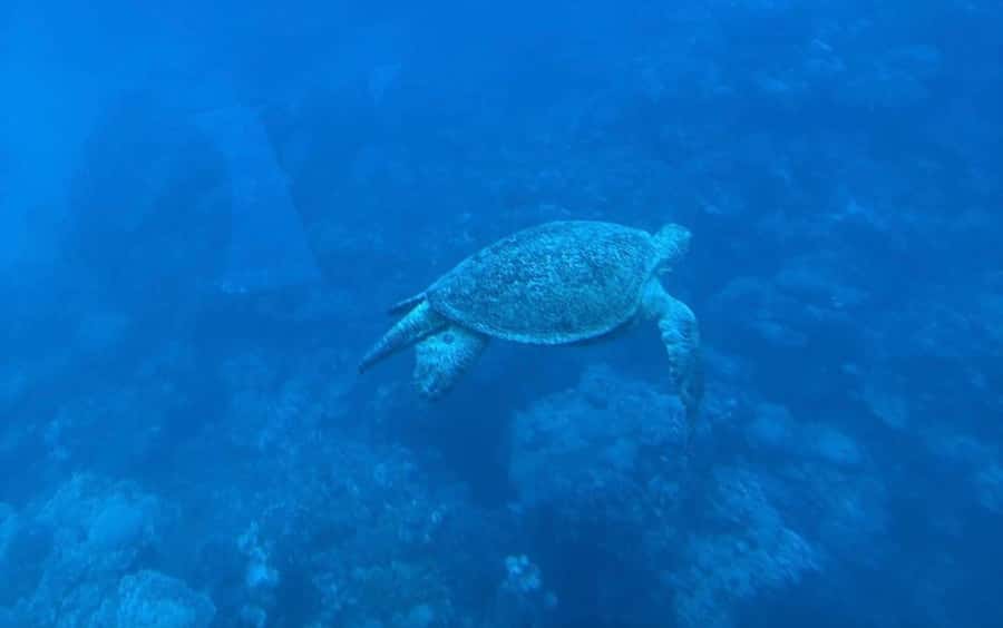 Sharm El-Sheikh: Seascope Submarine boat cruise with pickup - Key Points to Know Before You Go