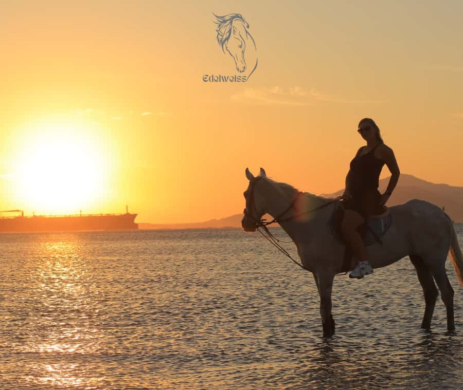 Sharm El Shiekh: Beach and City Desert Horse Riding Tour - Key things you should notice before you book