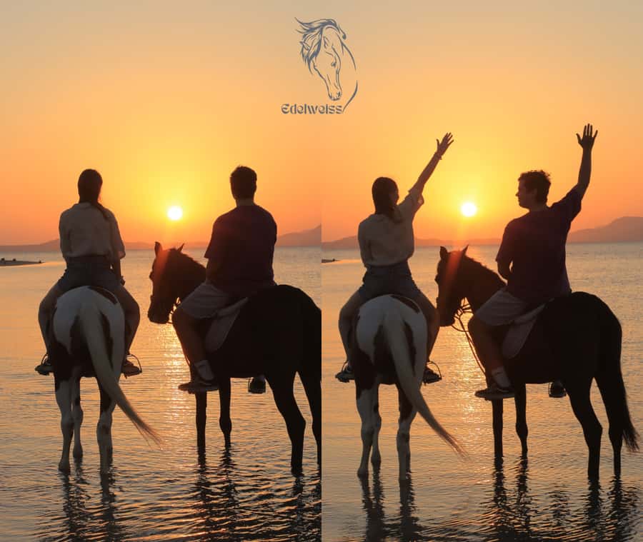 Sharm El Shiekh: Beach and City Desert Horse Riding Tour - Why This Sharm Horse Ride Ends in the Red Sea