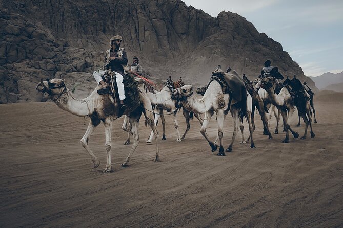 Sharm: Quad Bike or Car Buggy, Camel ride & optional VIP Bedouin Dinner & Show - Choosing Quad Bike or Dune Buggy in Sharm Desert