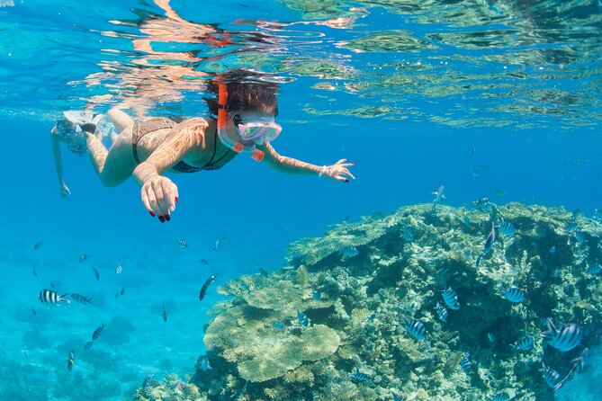 Snorkeling and Diving to Ras Mohamed And White Island by VIP Boat - Key things to know before you go