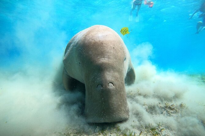 Snorkeling Boat Trip with Dugongs and Turtles in Marsa Alam - Quick Highlights