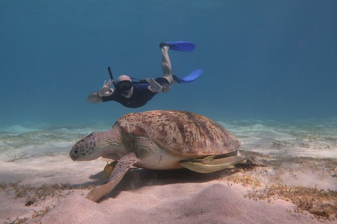 Snorkeling Boat Trip with Dugongs and Turtles in Marsa Alam - Marsa Mubarak: Dugongs, Large Turtles, and Reef Time in One Day