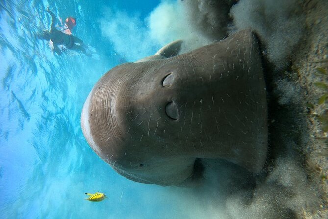 Snorkeling Boat Trip with Dugongs and Turtles in Marsa Alam - Price and Value at $80.47 Per Person